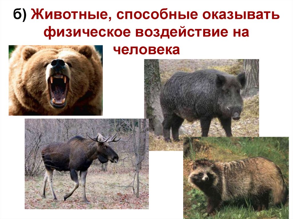б) Животные, способные оказывать физическое воздействие на человека