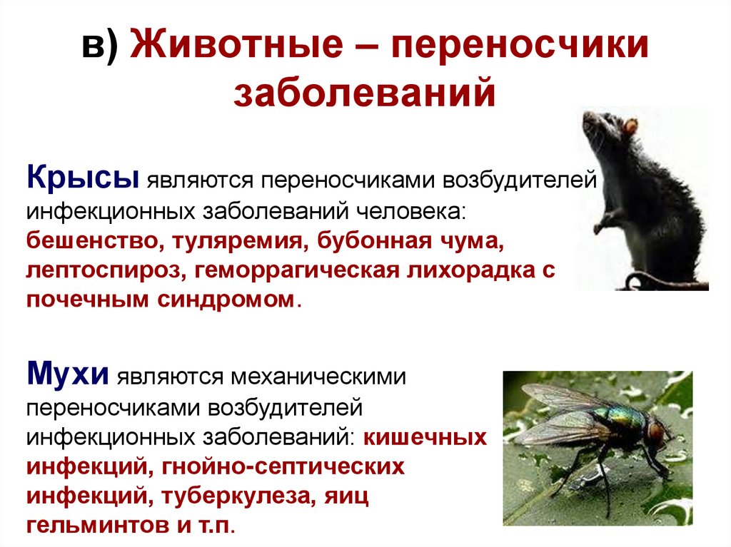 в) Животные – переносчики заболеваний
