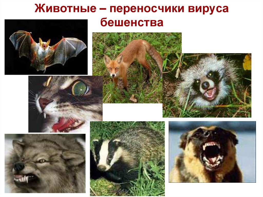 Животные – переносчики вируса бешенства