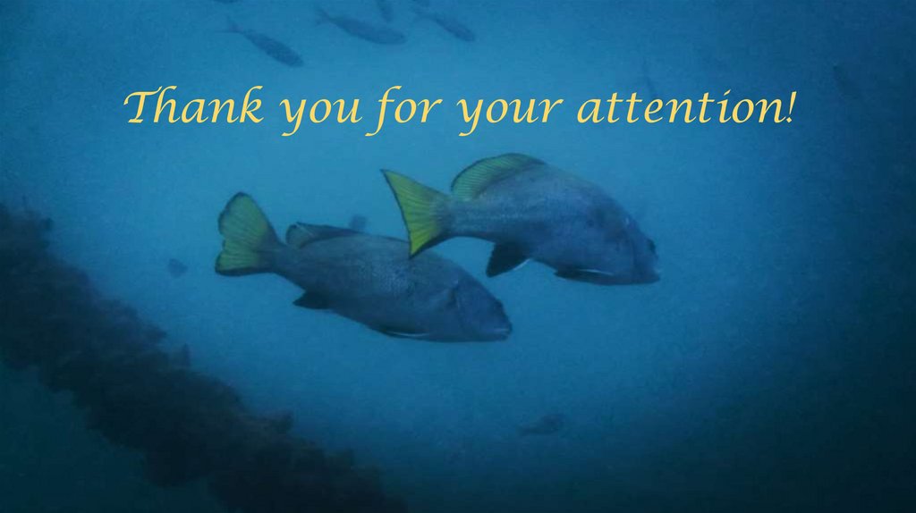 Thank you for your attention!