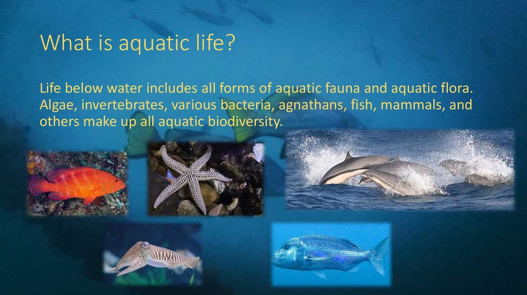 What is aquatic life?