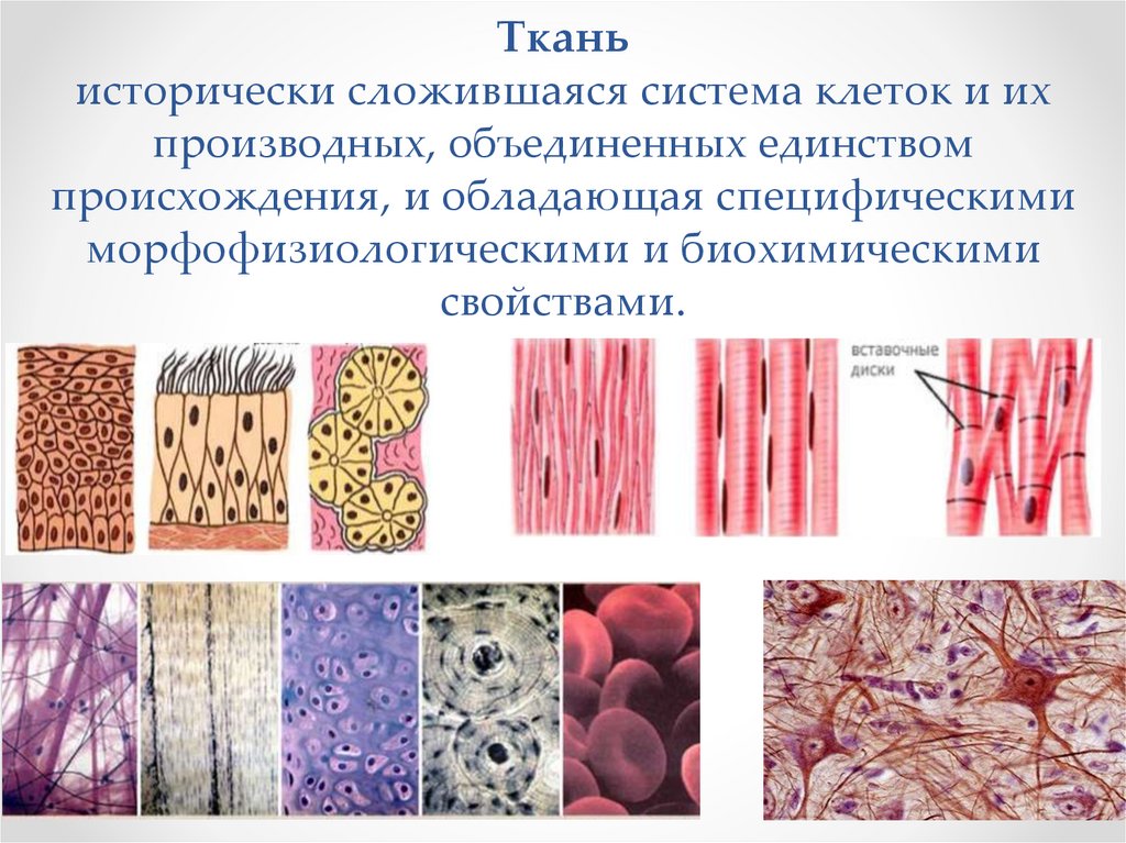 Ткань исторически сложившаяся система клеток и их производных, объединенных единством происхождения, и обладающая