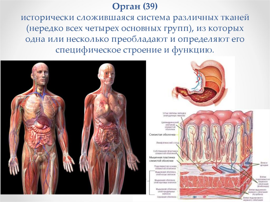 Орган (39) исторически сложившаяся система различных тканей (нередко всех четырех основных групп), из которых одна или