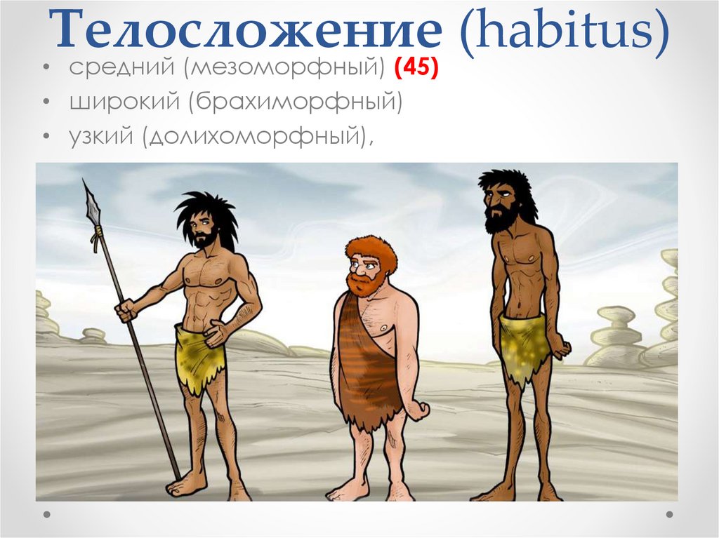 Телосложение (habitus)