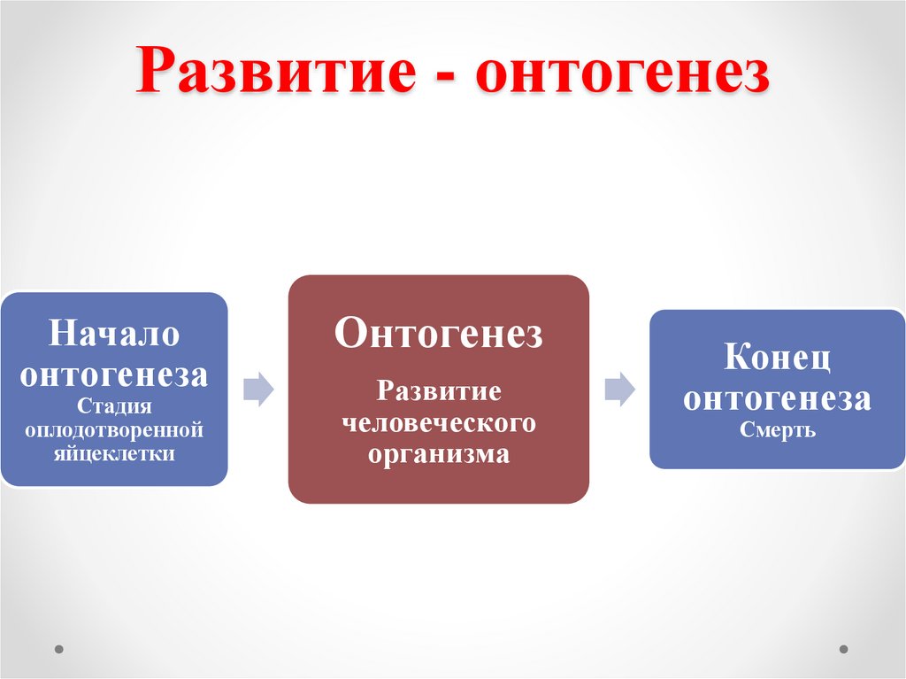 Развитие - онтогенез