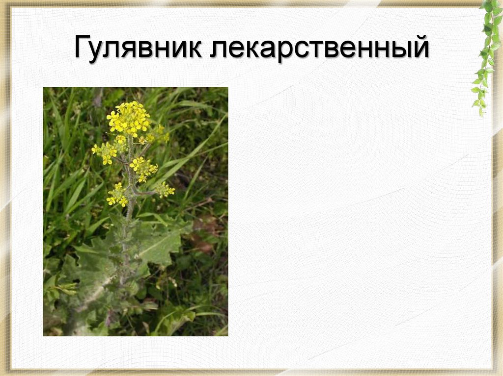 Гулявник лекарственный