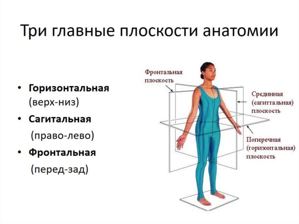 Три главные плоскости анатомии
