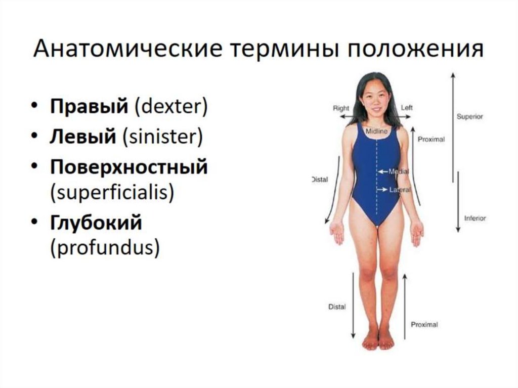 Анатомические термины положения