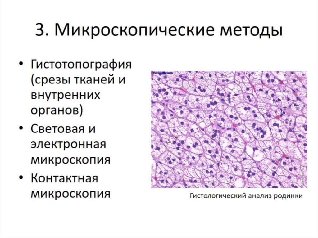 3. Микроскопические методы