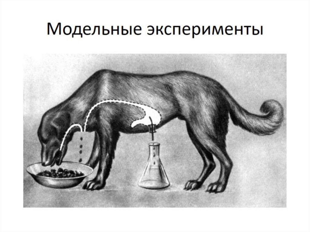 Модельные эксперименты