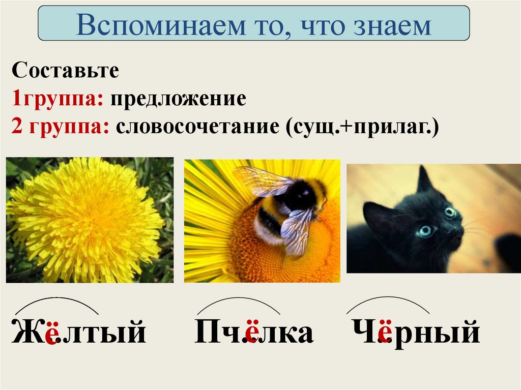 Составьте 1группа: предложение 2 группа: словосочетание (сущ.+прилаг.)