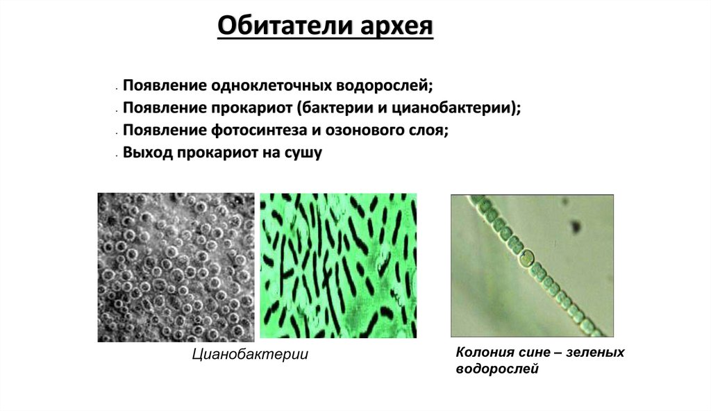 Обитатели архея