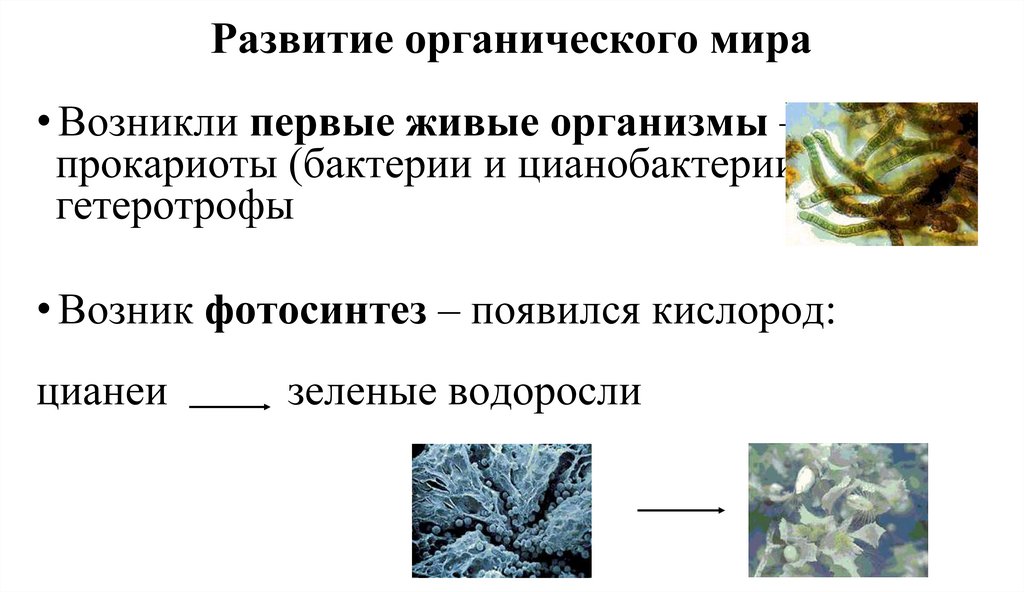 Развитие органического мира