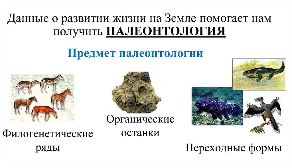 Данные о развитии жизни на Земле помогает нам получить ПАЛЕОНТОЛОГИЯ