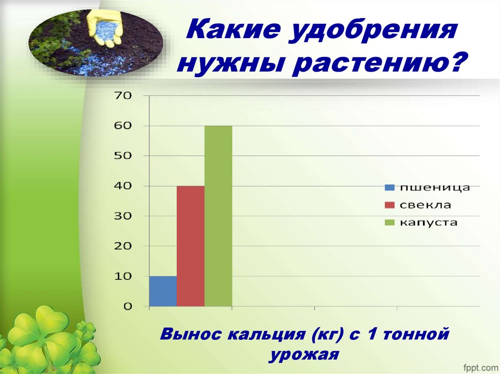 Какие удобрения нужны растению?
