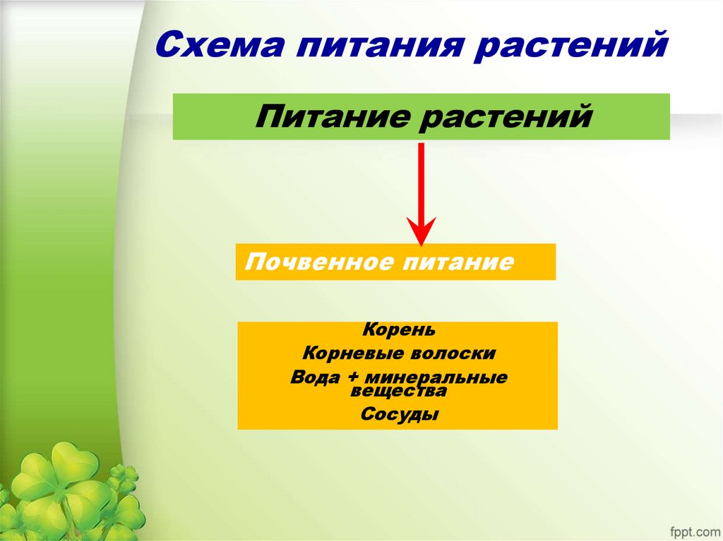 Схема питания растений