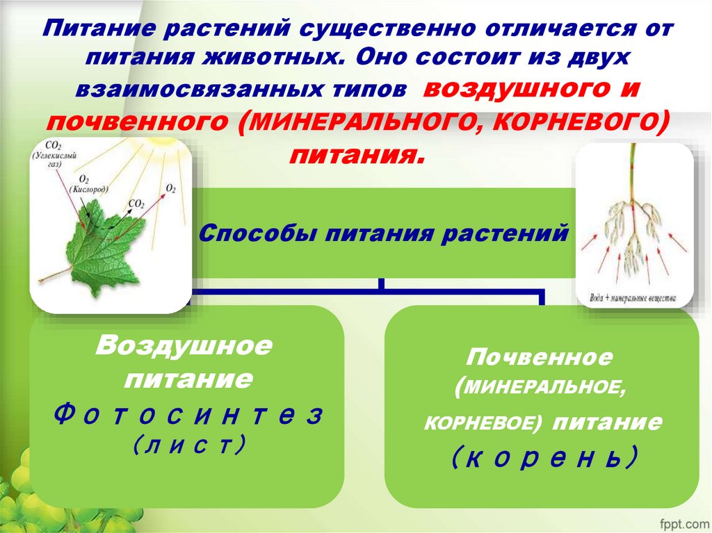 Питание растений существенно отличается от питания животных. Оно состоит из двух взаимосвязанных типов воздушного и почвенного