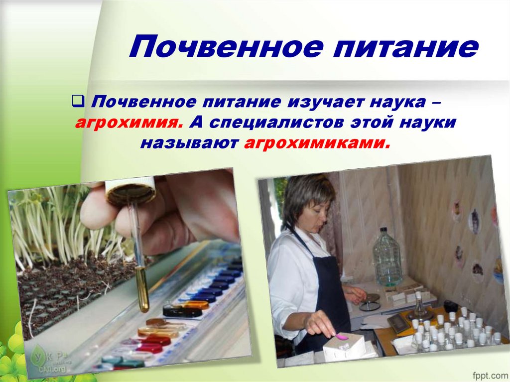 Почвенное питание
