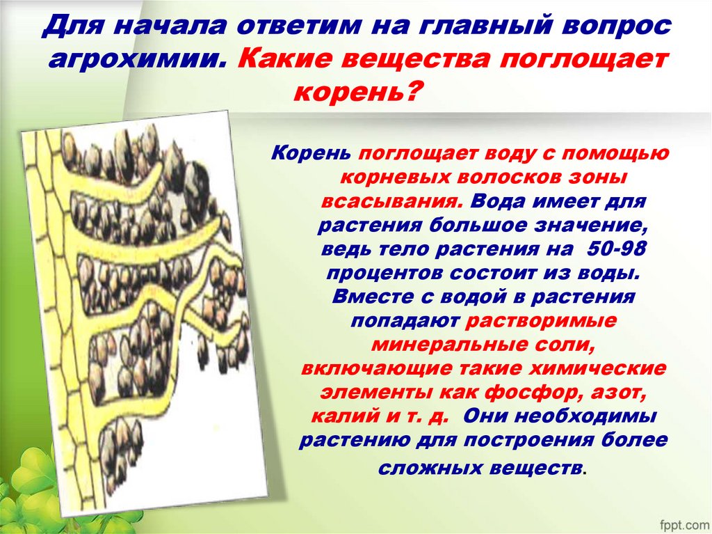 Для начала ответим на главный вопрос агрохимии. Какие вещества поглощает корень?