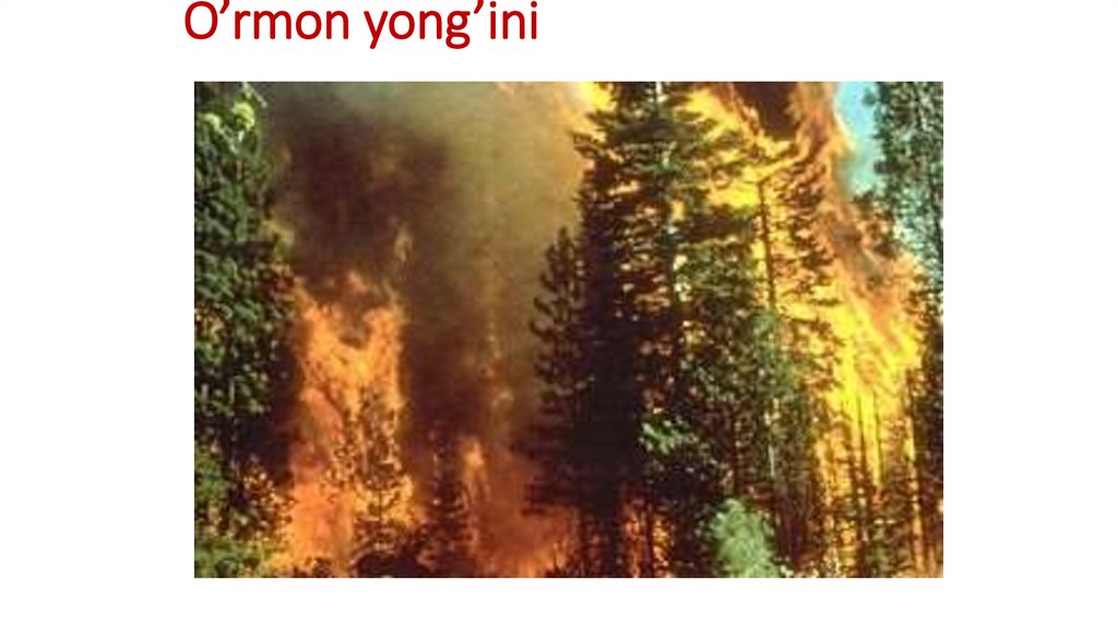 O’rmon yong’ini