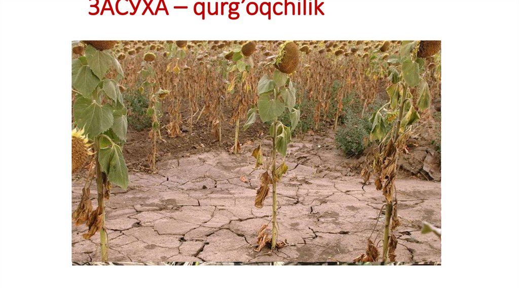 ЗАСУХА – qurg’oqchilik