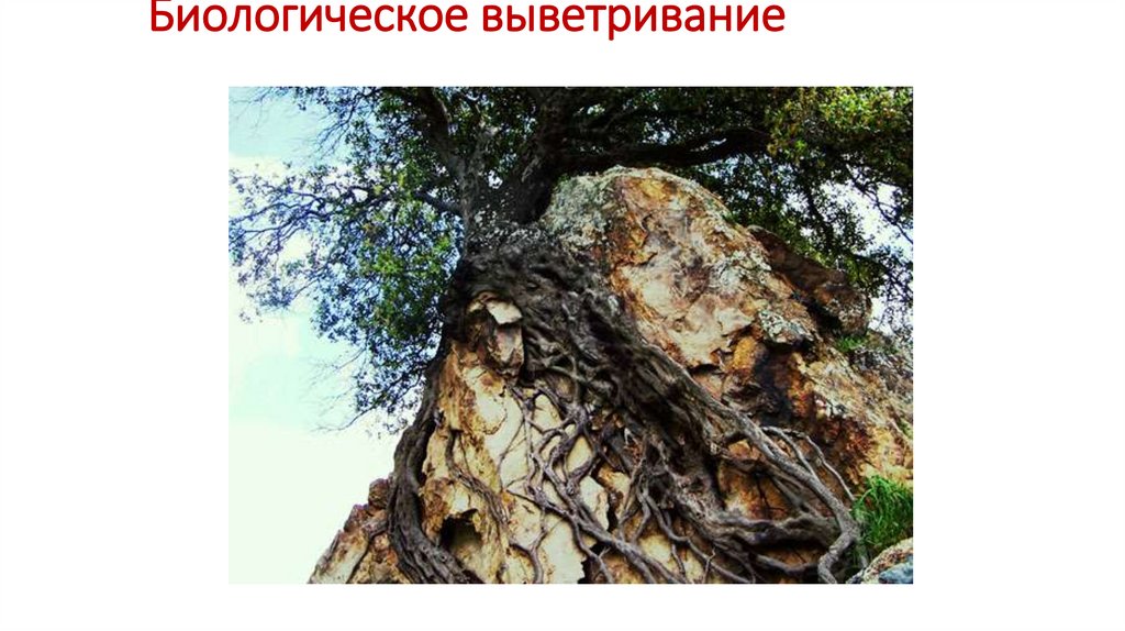 Биологическое выветривание