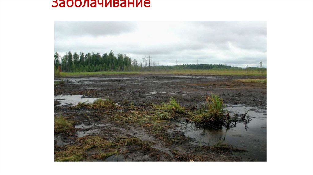 Заболачивание