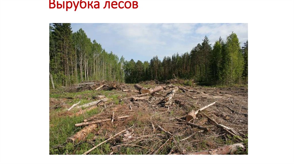 Вырубка лесов