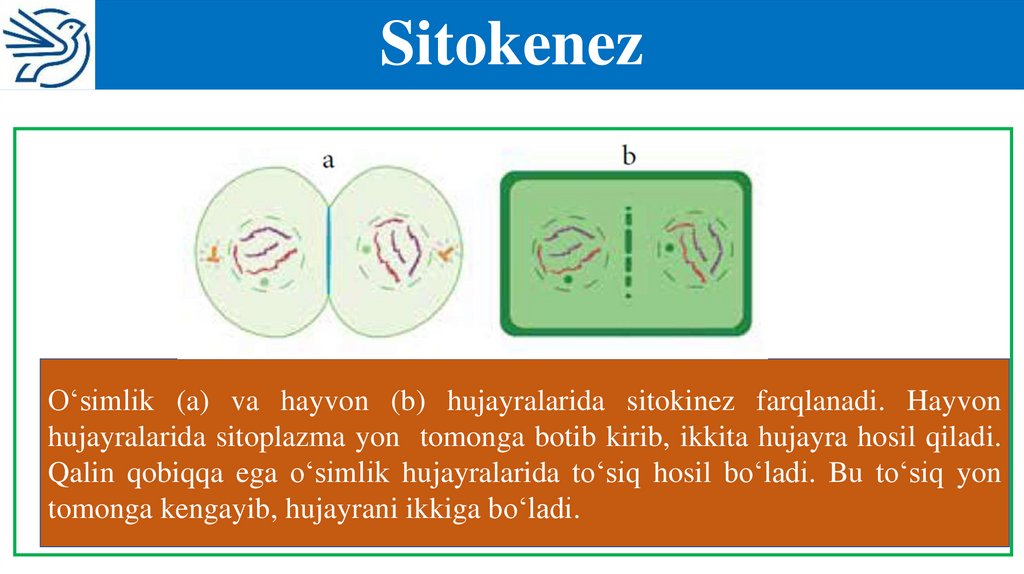 Sitokenez