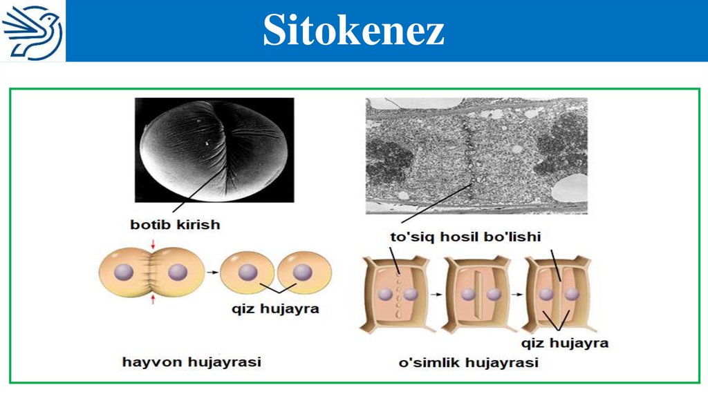 Sitokenez