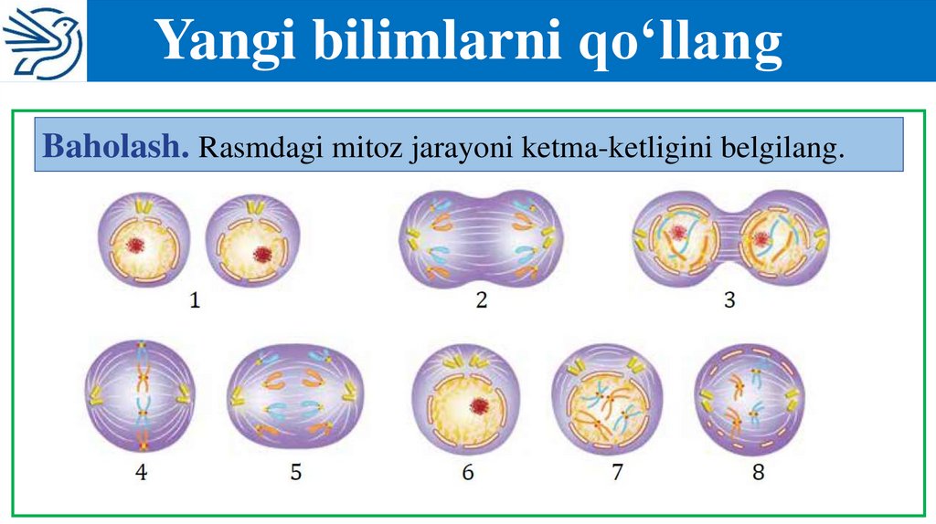 Yangi bilimlarni qo‘llang