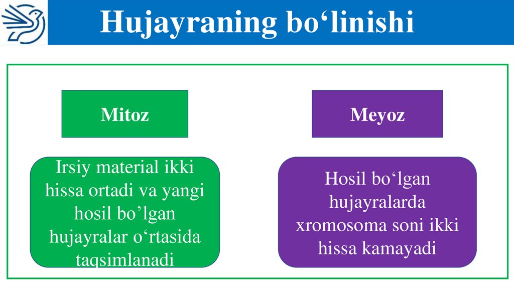 Hujayraning bo‘linishi
