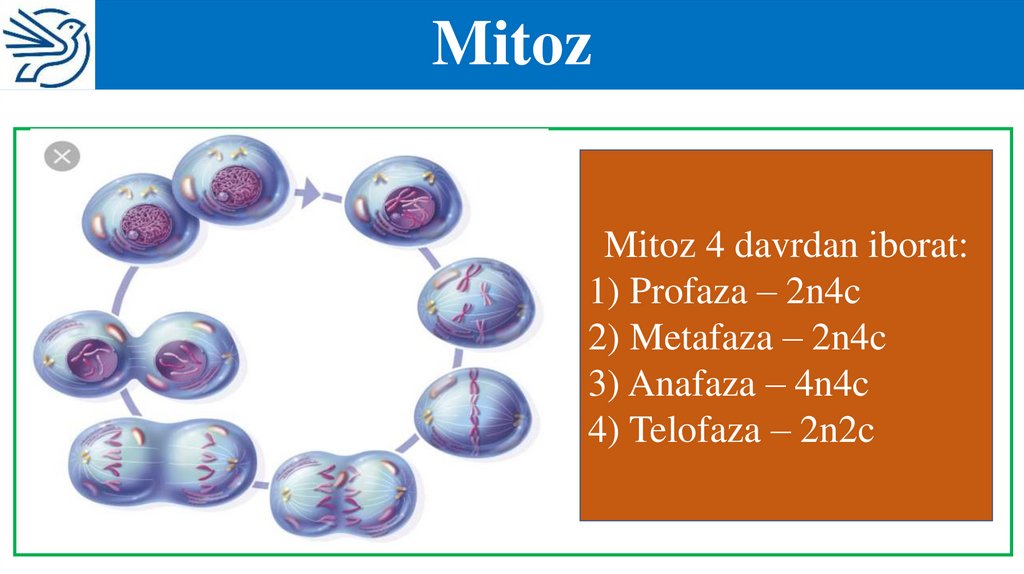 Mitoz