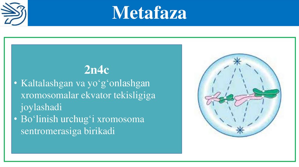 Metafaza