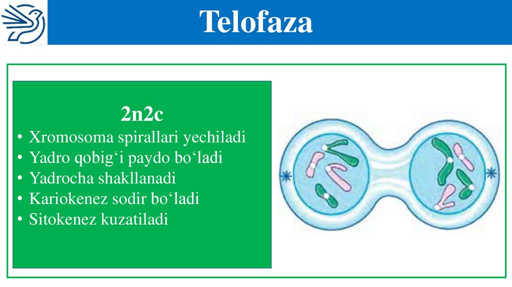 Telofaza
