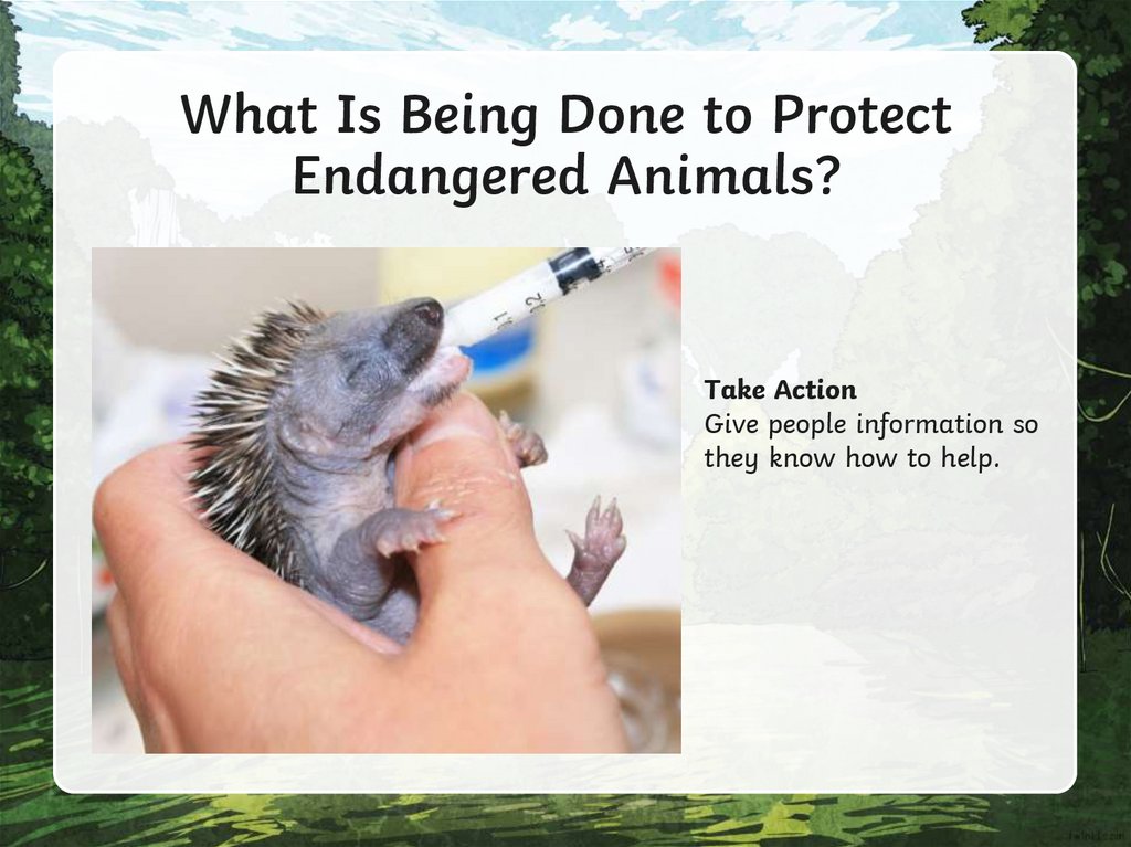 Conservation Challenge!