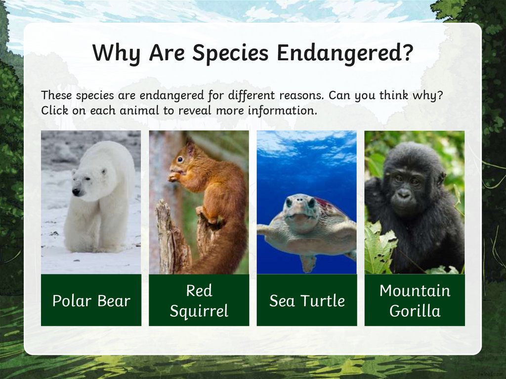 Why Are Species Endangered?