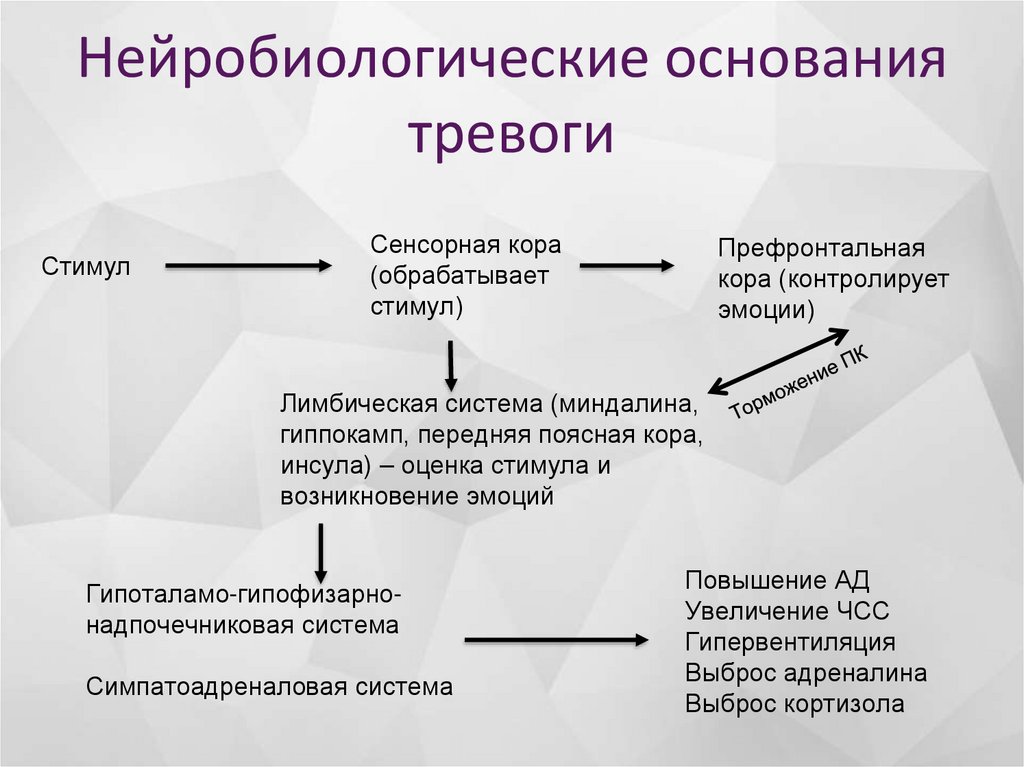 Нейробиологические основания тревоги