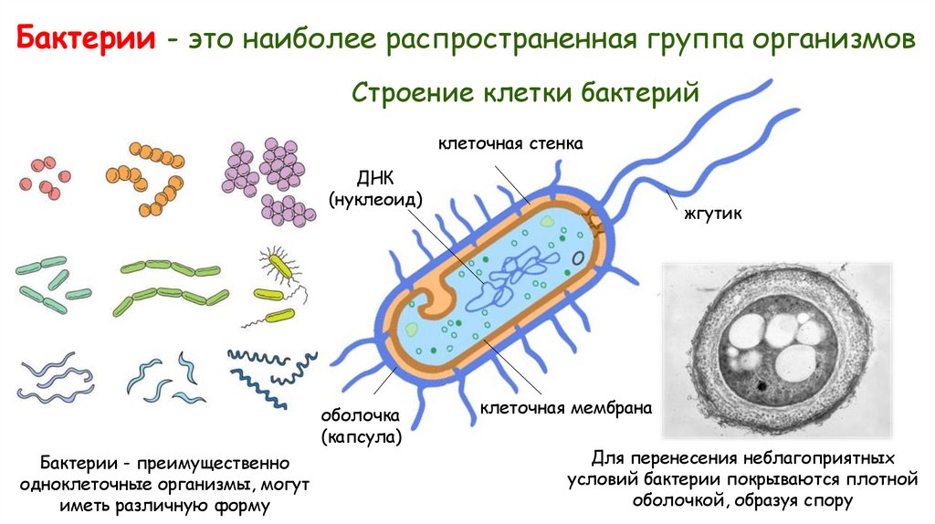 Бактерии - это наиболее распространенная группа организмов