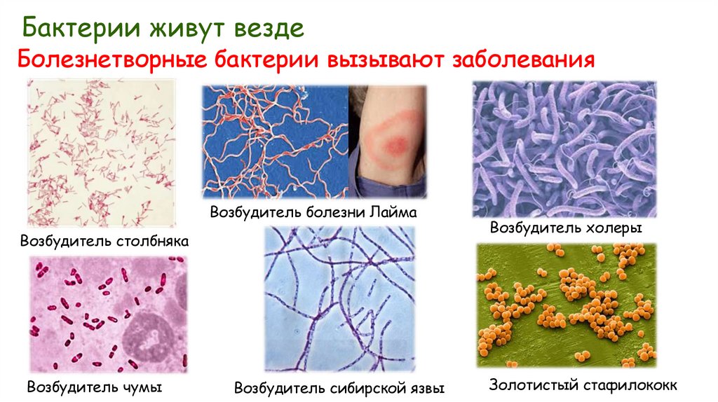 Бактерии живут везде