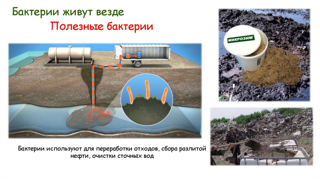 Бактерии живут везде