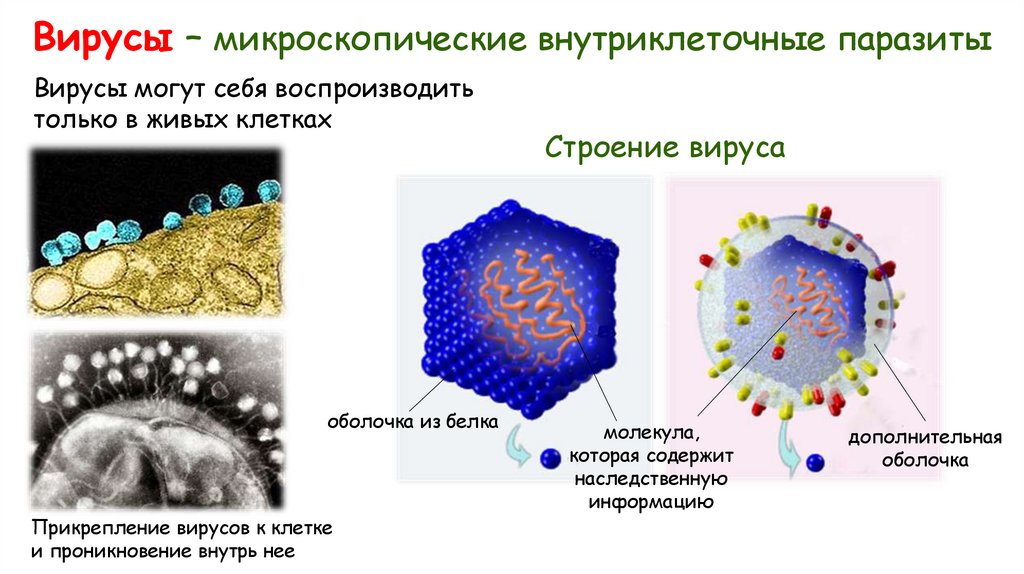 Вирусы – микроскопические внутриклеточные паразиты