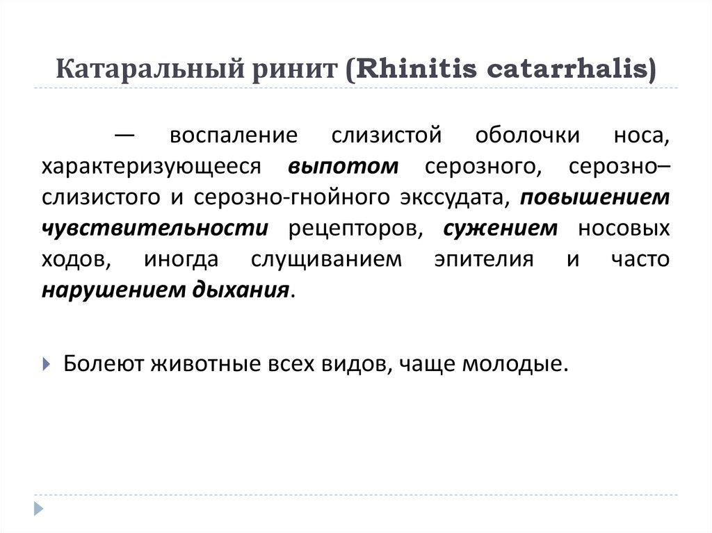 Катаральный ринит (Rhinitis catarrhalis)