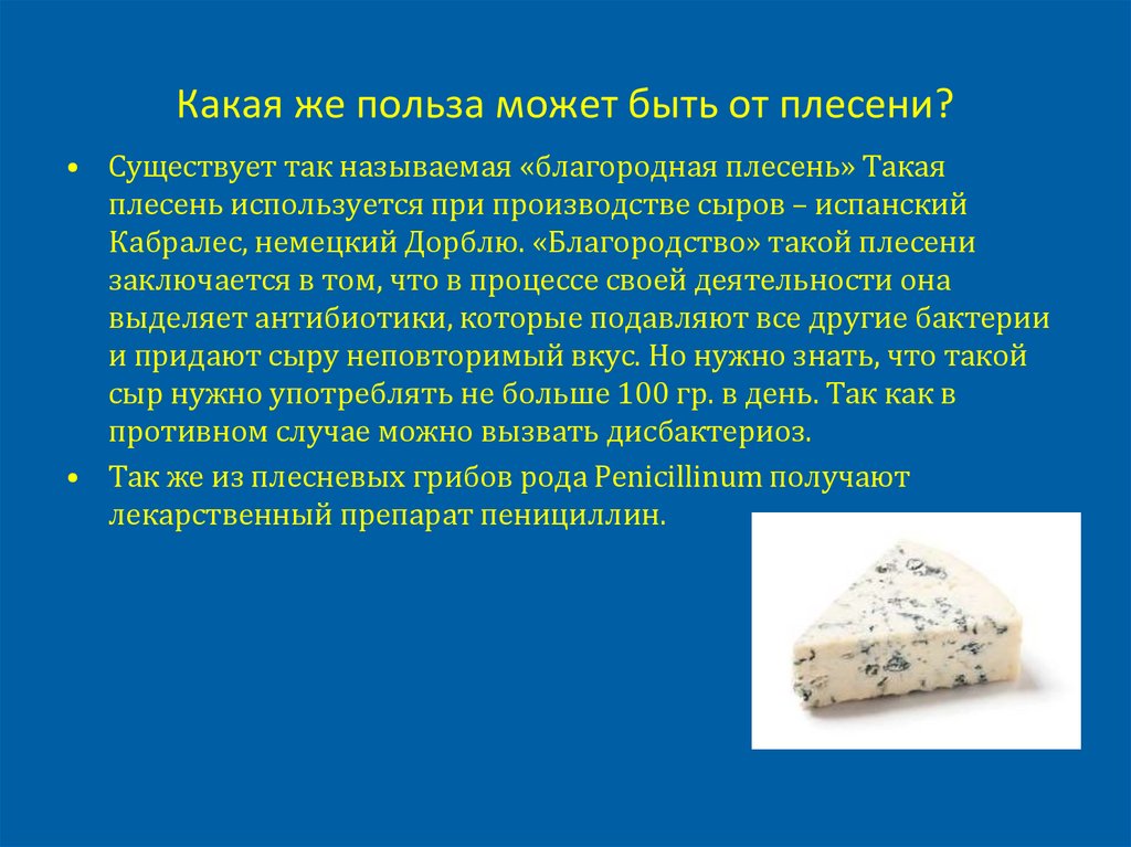 Какая же польза может быть от плесени?