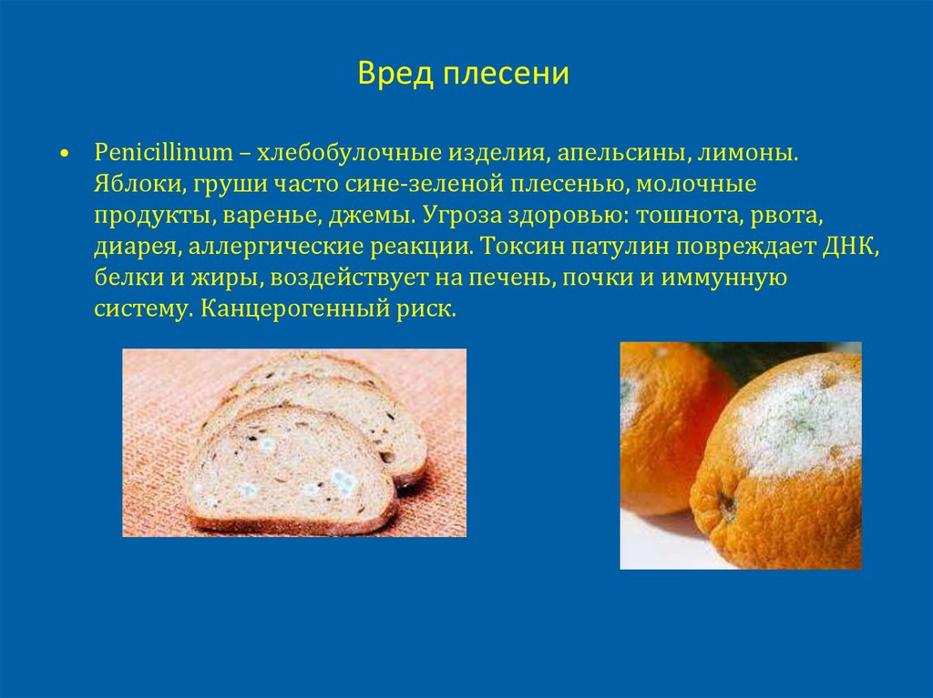 Вред плесени