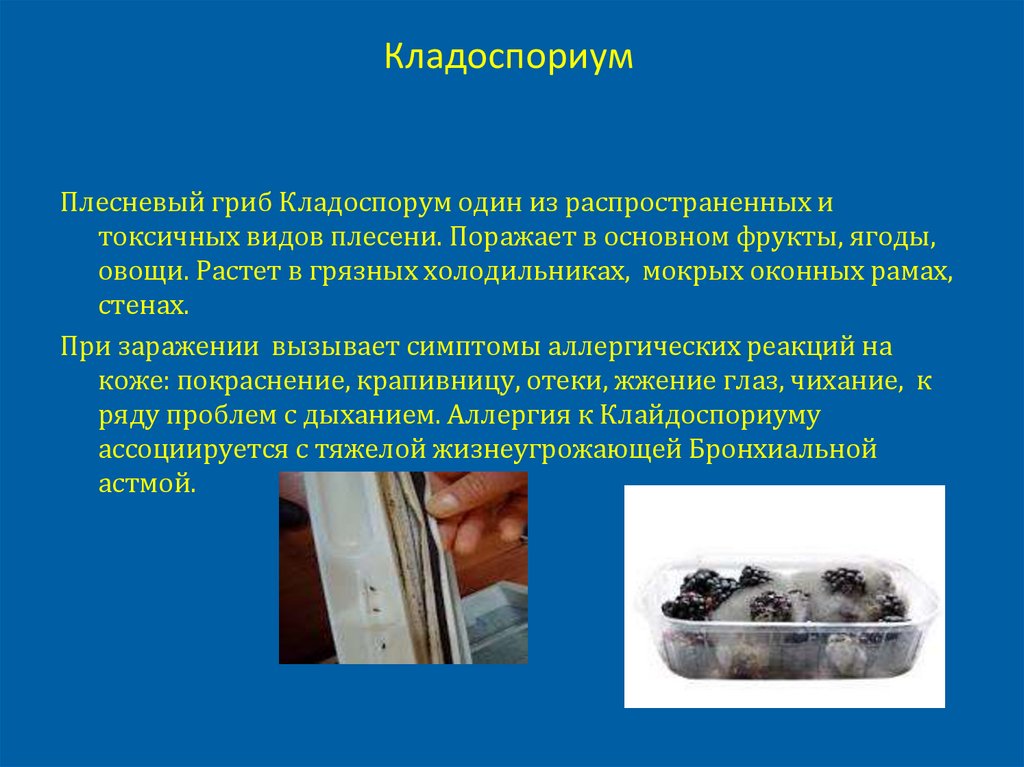 Кладоспориум