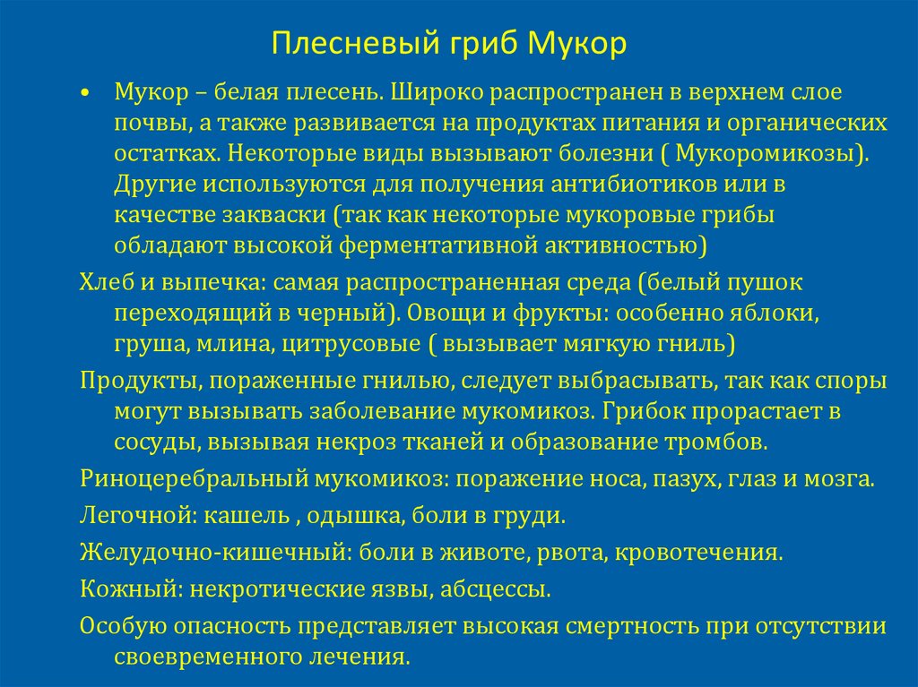 Плесневый гриб Мукор