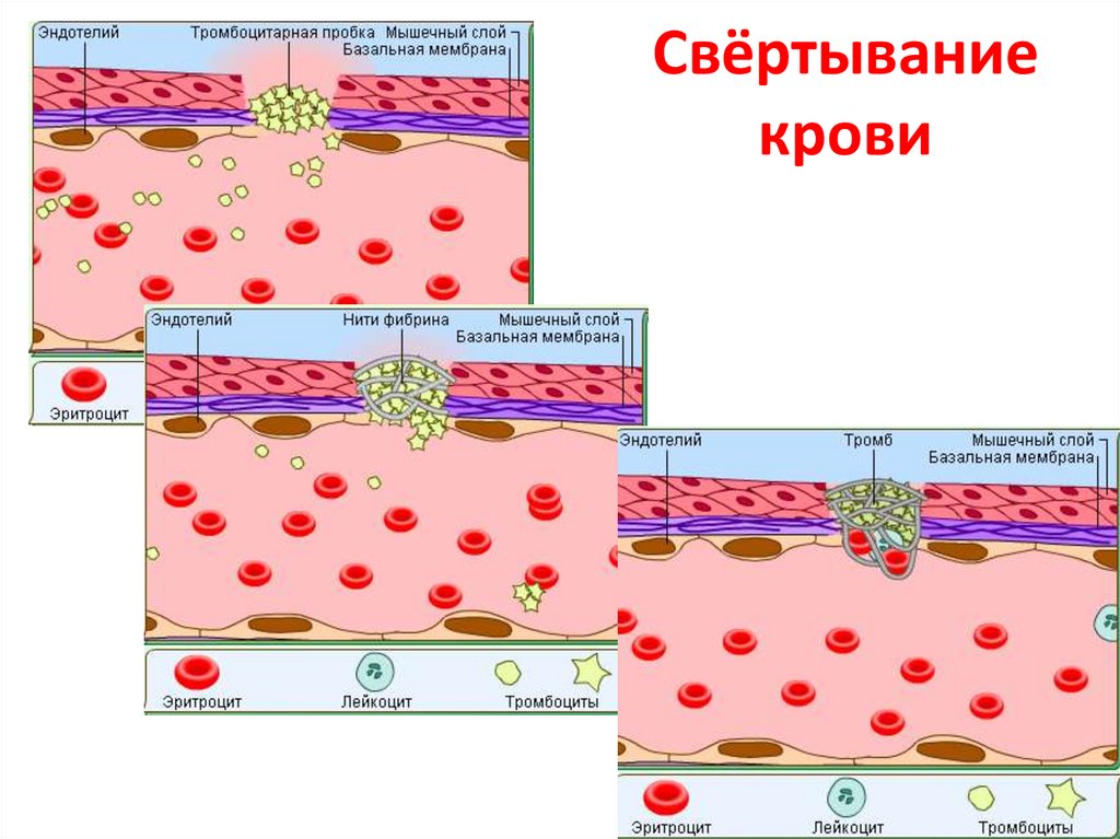 Свёртывание крови
