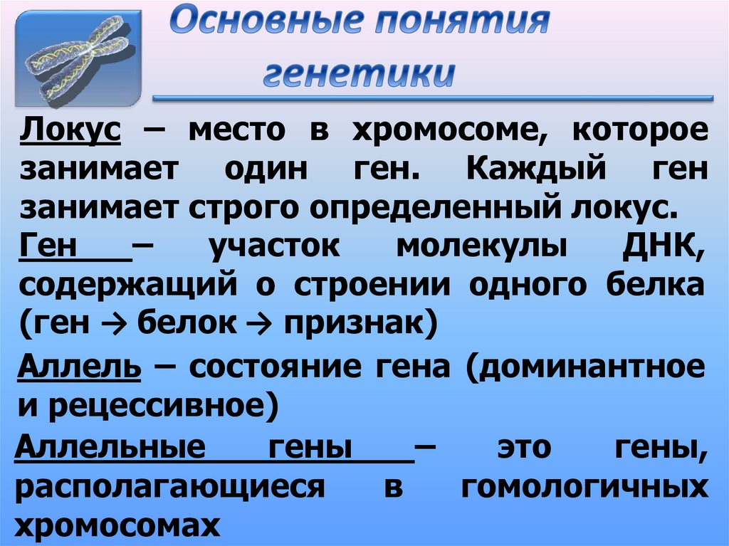 Основные понятия генетики