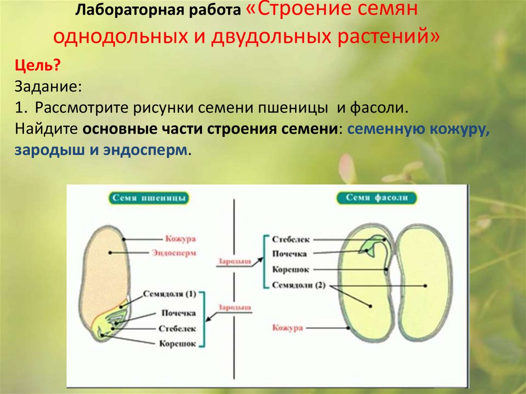 Лабораторная работа «Строение семян однодольных и двудольных растений»
